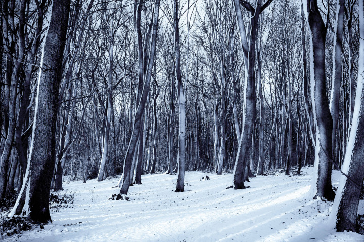 Floresta nevada